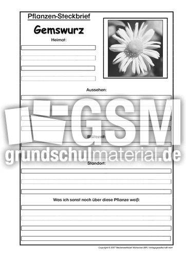 Pflanzensteckbrief-Gemswurz-SW.pdf
